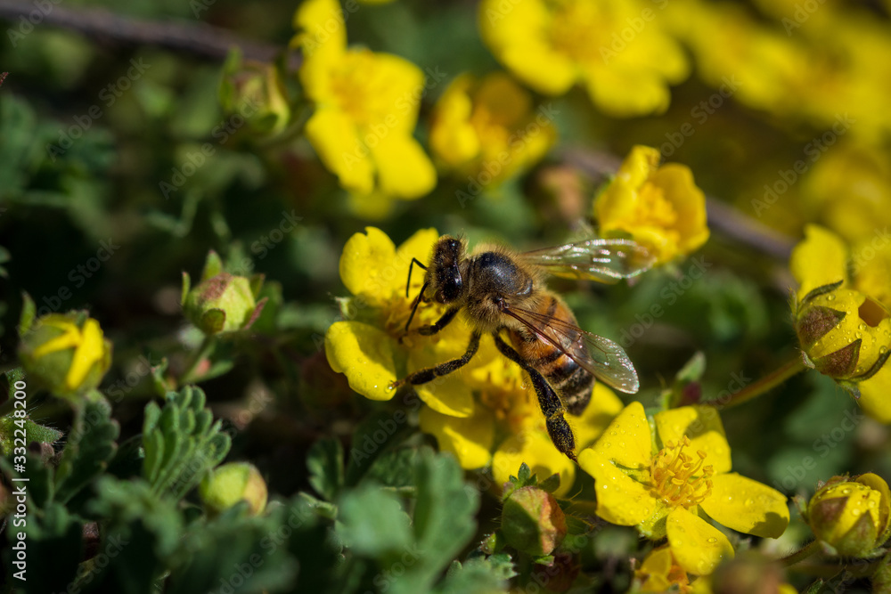 Bees collect nectar on bright yellow flowers. Macro photography. Bees collect nectar on bright yellow flowers. Macro photography.