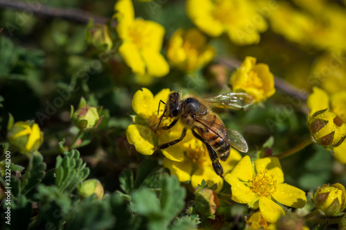 Bees collect nectar on bright yellow flowers. Macro photography. © iytokar