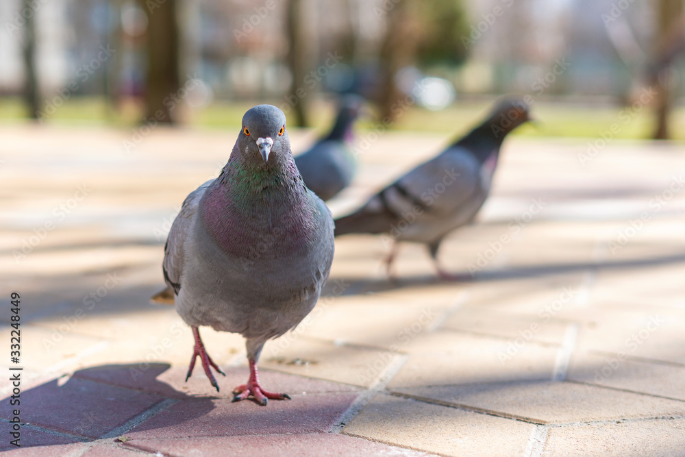 Obraz premium City bird pigeon, a carrier of dangerous diseases