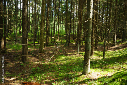 Early morning with sunrise in spruce forest