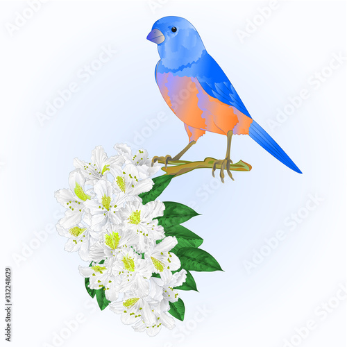 Small bird Bluebird  thrush and white rhododendron watercolor spring background vintage vector illustration editable hand draw