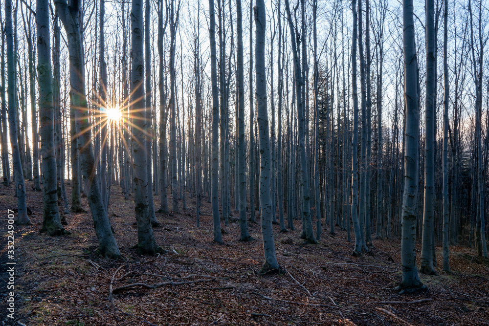 beautifully shining sun with tree backgroun in the forest