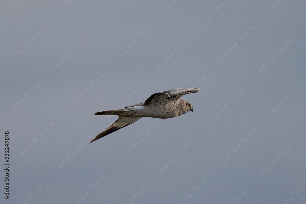 Extremely close view of a female hen harrier gliding while hunting, seen in the wild in North California Extremely close view of a female hen harrier gliding while hunting, seen in the wild in North California