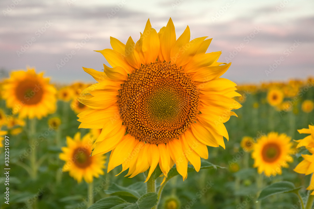 Fototapeta premium Sunflower natural background. Sunflower blooming. Close-up of sunflower, selective focus