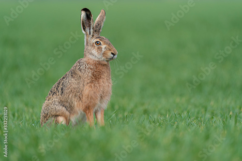 Wild European Hare ( Lepus Europaeus ) Close-Up On Green Background