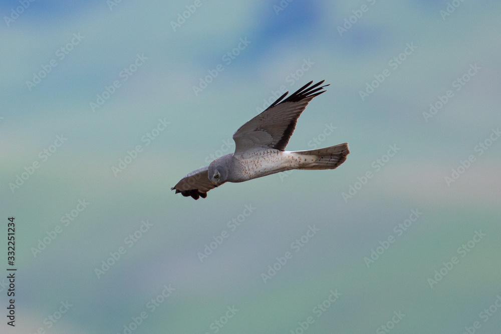 Extremely close view of a female hen harrier gliding while hunting, seen in the wild in North California Extremely close view of a female hen harrier gliding while hunting, seen in the wild in North California