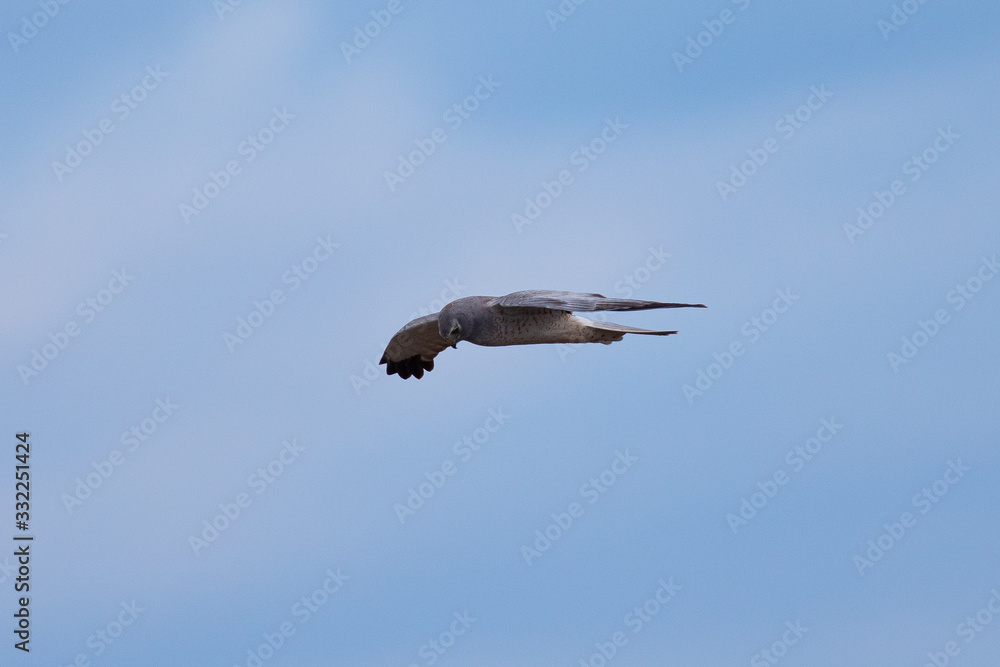 Extremely close view of a female hen harrier gliding while hunting, seen in the wild in North California Extremely close view of a female hen harrier gliding while hunting, seen in the wild in North California