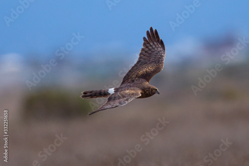 Extremely close view of a male hen harrier gliding while hunting, seen in the wild in North California © ranchorunner