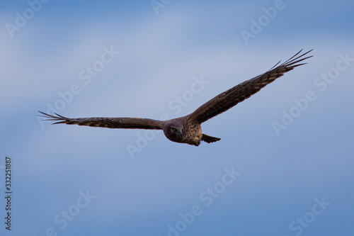 Extremely close view of a male hen harrier gliding while hunting, seen in the wild in North California © ranchorunner