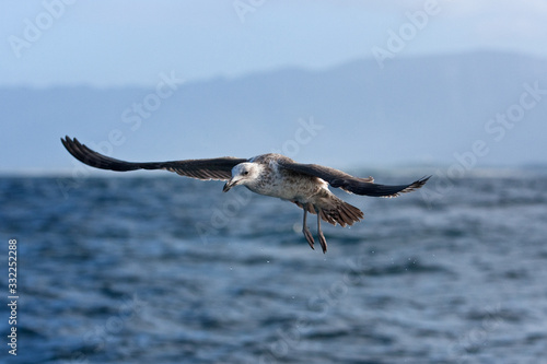Sea gull from South Africa, Sky, gull