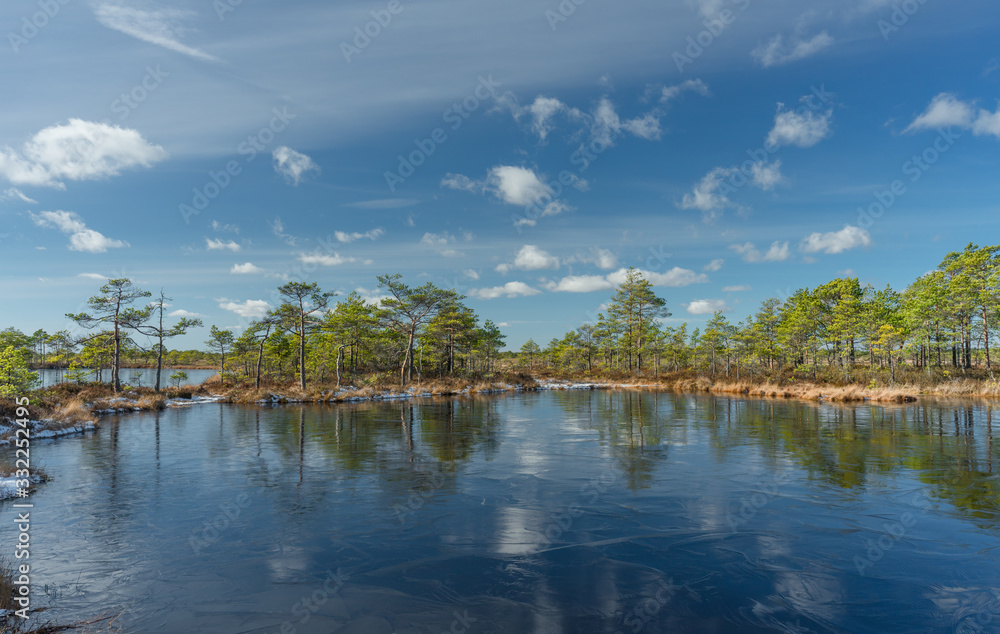 Raised bog landscape. Row of poor pine trees and fluffy clouds perfectly reflected in marshland pool. Water is covered with thin layer of ice. Protected clean environment in Suuroo wetland. Estonia. Raised bog landscape. Row of poor pine trees and fluffy clouds perfectly reflected in marshland pool. Water is covered with thin layer of ice. Protected clean environment in Suuroo wetland. Estonia.