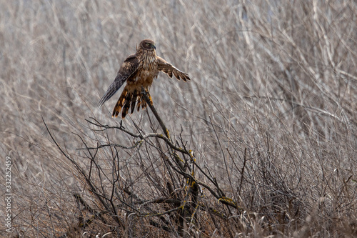 Male hen harrier perched , seen in the wild in North California
