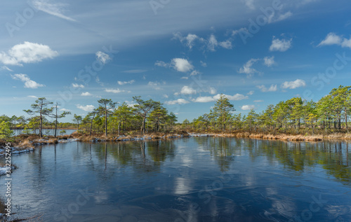 Raised bog landscape. Row of poor pine trees and fluffy clouds perfectly reflected in marshland pool. Water is covered with thin layer of ice. Protected clean environment in Suuroo wetland. Estonia.
