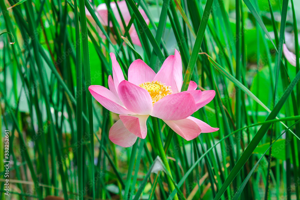 blooming pink lotus flower blooms on the lake against the background of green tall grass soft light blooming pink lotus flower blooms on the lake against the background of green tall grass soft light