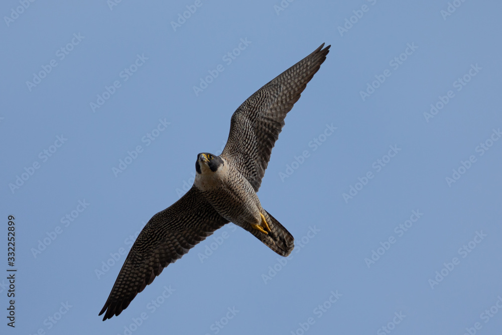 Obraz premium Close view of a Peregrine Falcon flying, seen in the wild near the San Francisco Bay