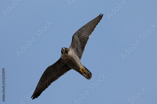 Close view of a Peregrine Falcon flying  seen in the wild near the San Francisco Bay