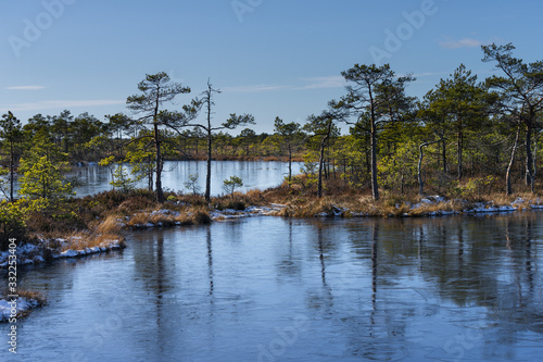 Frozen swamp hollow surrounded by poor bonsai pines. Symmetrical reflections of trees, bright blue sky on water. Typical swamp lake. Nature Reserve, Marimetsa raised bog in Estonia. photo