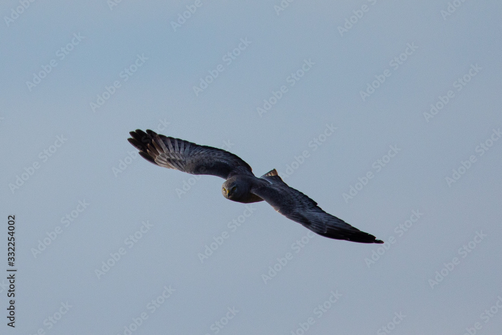 Extremely close view of a female hen harrier gliding while hunting, seen in the wild in North California Extremely close view of a female hen harrier gliding while hunting, seen in the wild in North California