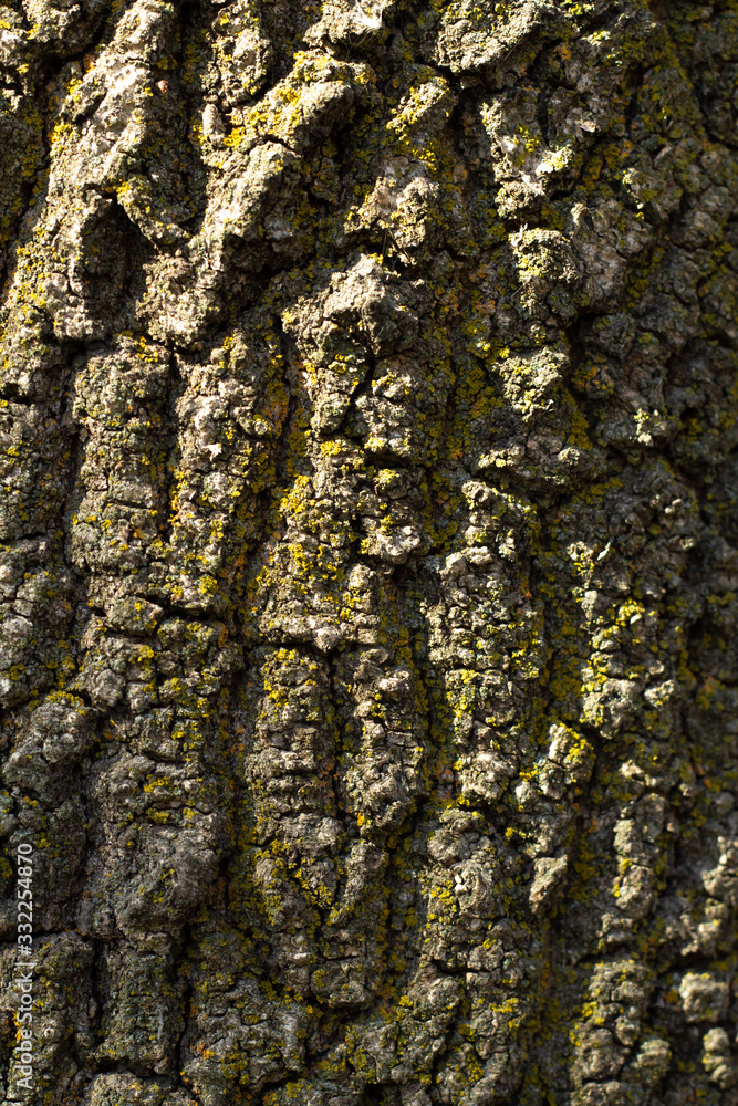 tree bark with green moss. Grunge wooden texture.Embossed bark of oak tree bark with green moss. Grunge wooden texture.Embossed bark of oak