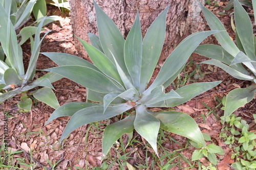 plant in the garden