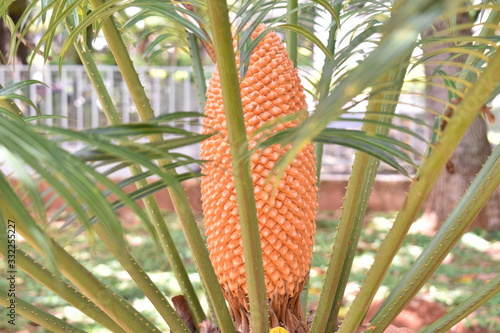 palm tree