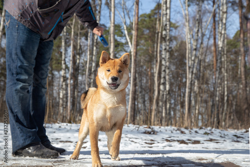 Shiba Inu in a Moscow park