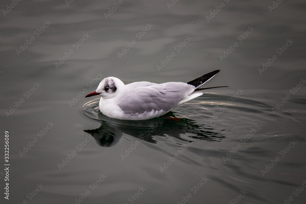 Seagull bird by the Bodensee lake in Konstanz in Germany Seagull bird by the Bodensee lake in Konstanz in Germany