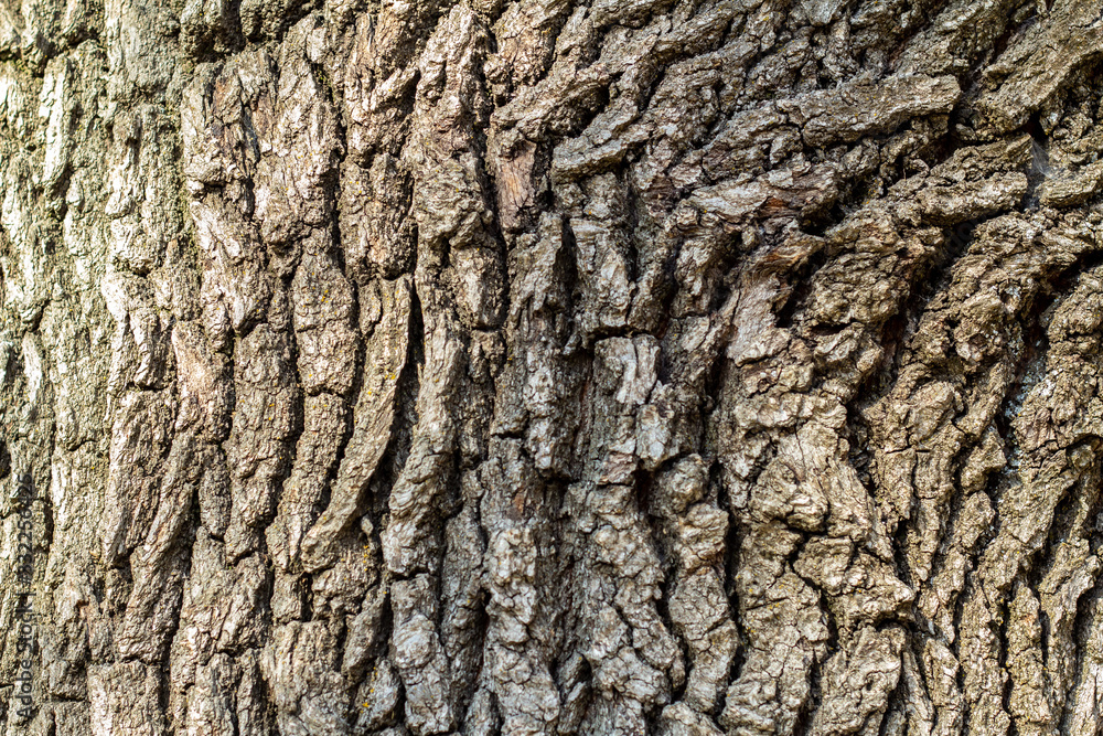 tree bark with green moss. Grunge wooden texture.Embossed bark of oak tree bark with green moss. Grunge wooden texture.Embossed bark of oak