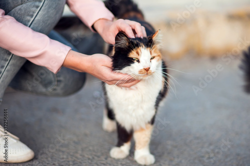 Canvas Print Woman stroking a homeless cute cats on the street