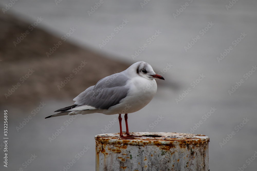 Seagull bird by the Bodensee lake in Konstanz in Germany Seagull bird by the Bodensee lake in Konstanz in Germany