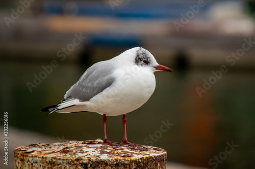 Seagull bird by the Bodensee lake in Konstanz in Germany © Milan