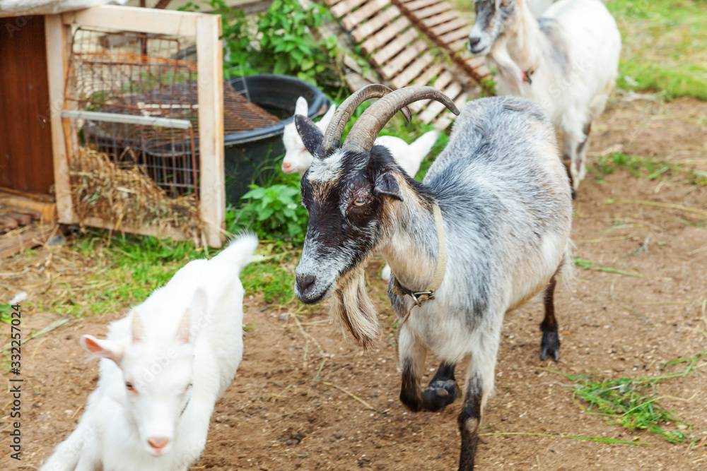 Obraz premium Cute chick goat relaxing in ranch farm in summer day. Domestic goats grazing in pasture and chewing, countryside background. Goat in natural eco farm growing to give milk and cheese.