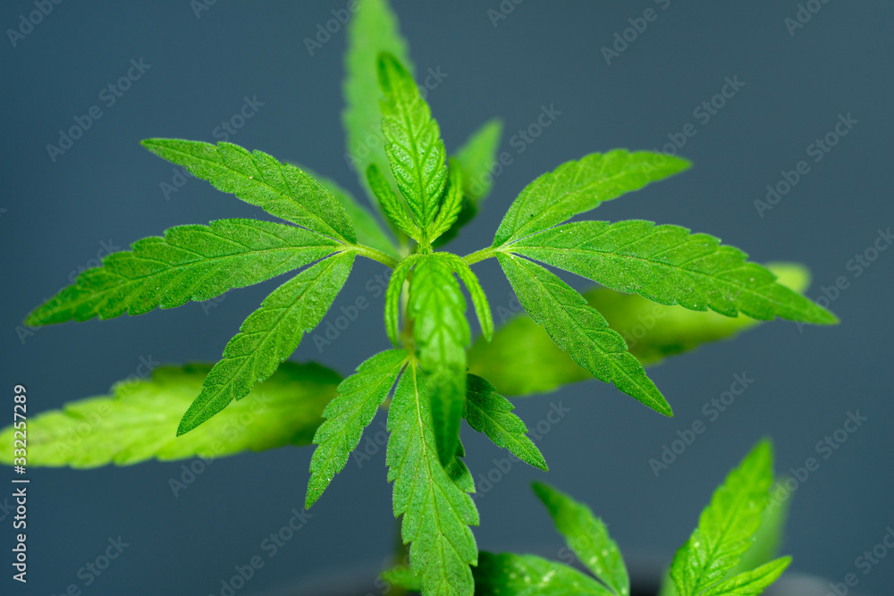 detail of leaves of cannabis (marijuana plant) detail of leaves of cannabis (marijuana plant)