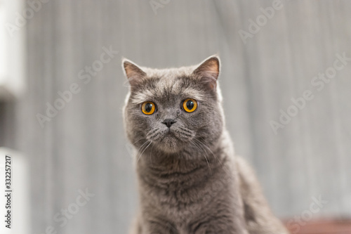 Portrait of a grey cat with amber eyes on blue background © Emanuil