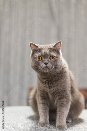 Portrait of a grey cat with amber eyes on blue background