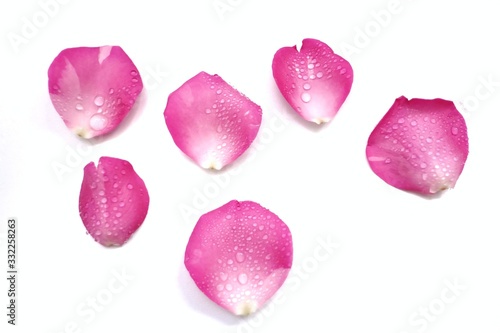 Fototapeta Naklejka Na Ścianę i Meble -  A group of sweet pink rose corollas with droplets on white isolated background