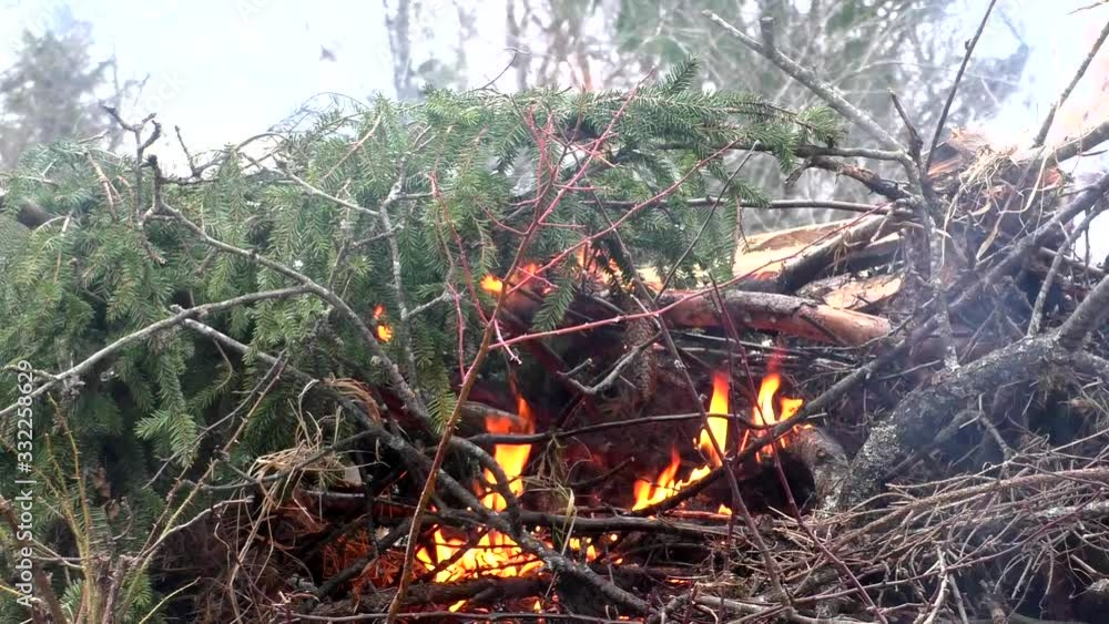 Fire destroys the trees of nature. The flames in the forest are threatening the environment. Fire destroys the trees of nature. The flames in the forest are threatening the environment.