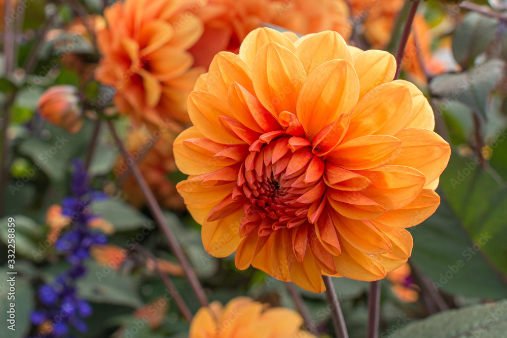 Orange Dahlia Orange Dahlia