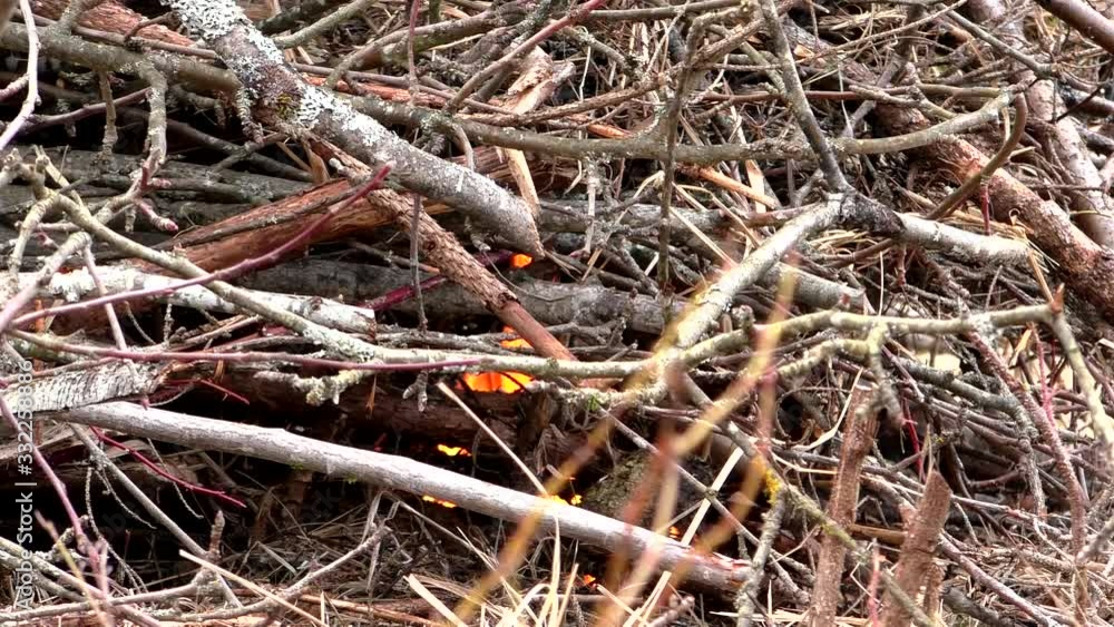 Fire destroys the trees of nature. The flames in the forest are threatening the environment. Fire destroys the trees of nature. The flames in the forest are threatening the environment.
