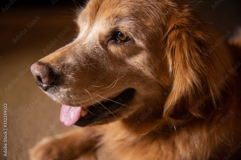Closeup view of smiling golden retriever dog face Closeup view of smiling golden retriever dog face