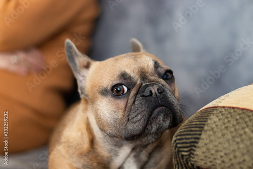 Cute purebred Fawn French Bulldog is posing with ears © Vasyl Kravchenko