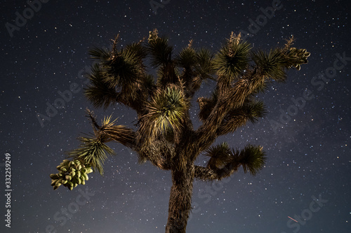 Joshua Tree Nationalpark
