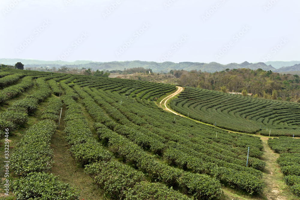 Scenery at Choui Fong Tea Plantation, Mae Chan, North Thailand, Asia