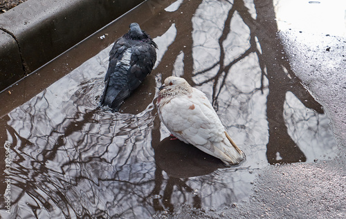 White and dark pigeons in spring pond with naked tree reflections