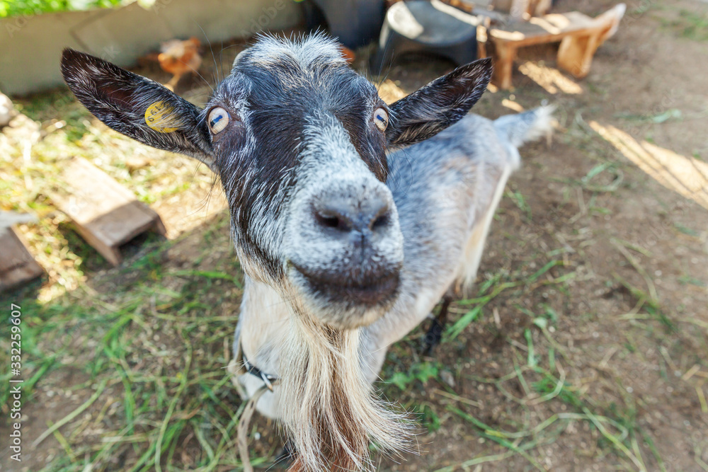 Cute goat relaxing in ranch farm in summer day. Domestic goats grazing in pasture and chewing, countryside background. Goat in natural eco farm growing to give milk and cheese. Cute goat relaxing in ranch farm in summer day. Domestic goats grazing in pasture and chewing, countryside background. Goat in natural eco farm growing to give milk and cheese.