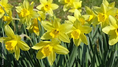 daffodils in garden