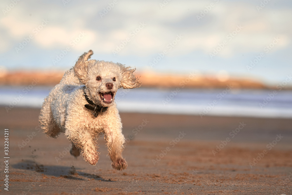 Miniature poodle dog playing fetch on beach jumping in mid air full of happiness and excitement