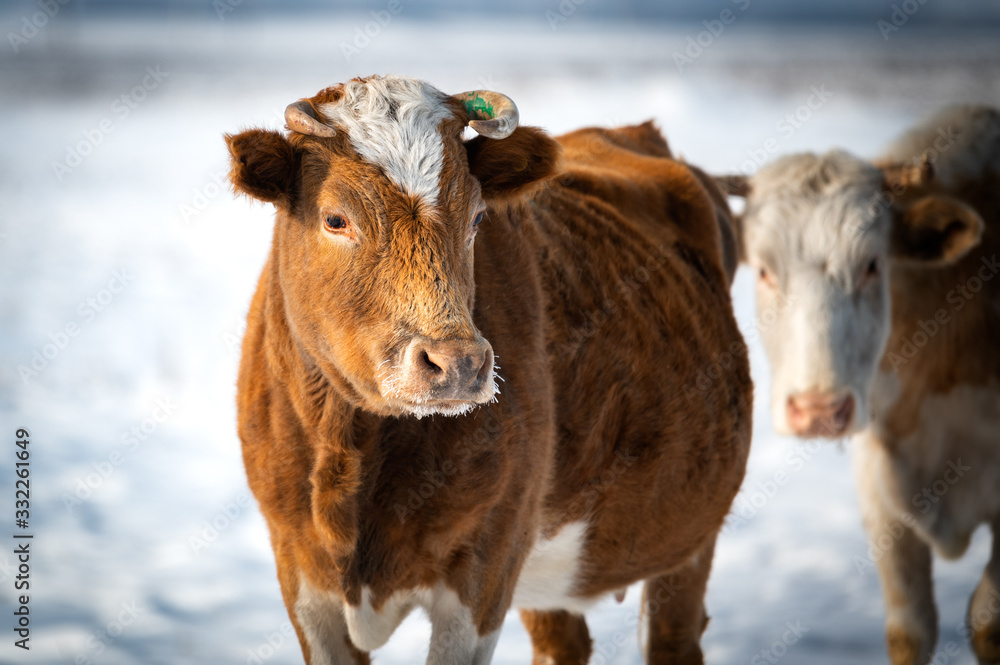 cows in russian steppe by winter cows in russian steppe by winter