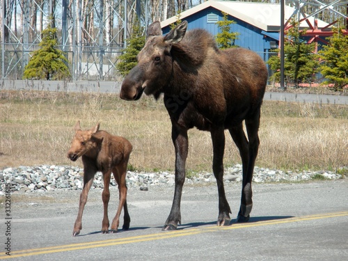 Moose mama & Baby