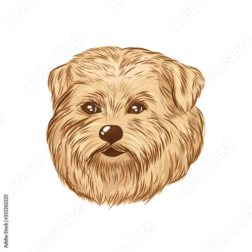 Norfolk terrier head vector sketch. Dog face isolated on white background.